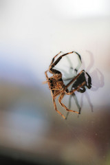 animal; arachnid; attractive; background; black; brown; closeup; color; colorful; cute; green; insect; jump; jumping; leaf; macro; nature; outdoor; spider; spiders; summer; tiny; wallpaper; white; wil