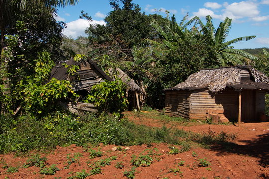 Agriculture in Vinales Valley National Park in Cuba
