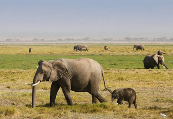 Elephants family on the african savannah