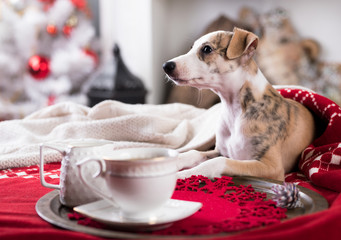 Christmas dog  and cup tea