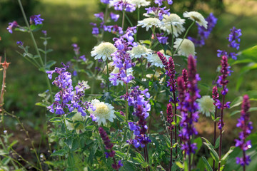 Background or Texture of Salvia nemorosa 'Caradonna' Balkan Clary , Nepeta fassenii 'Six Hills Giant', snapdragon, carnation in a Country Cottage Garden in a romantic rustic style. Latvia