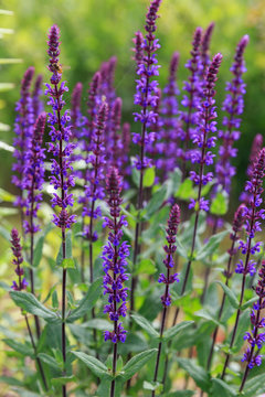 Fototapeta Background or Texture of Salvia nemorosa 'Caradonna' Balkan Clary , Nepeta fassenii 'Six Hills Giant', snapdragon, carnation in a Country Cottage Garden in a romantic rustic style. Latvia