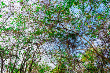 The high forest in nature