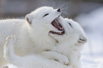 Arctic fox fighting in winter  © Mircea Costina