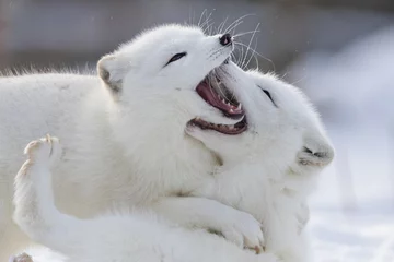 Arctic fox fighting in winter 