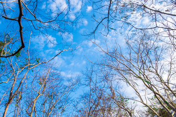 The sky is blue and tree in the forest