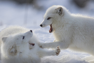 Obraz na płótnie Canvas Arctic fox fighting in winter 