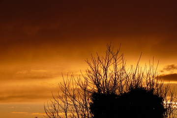 sunset over branch