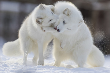 Arctic fox fighting in winter 