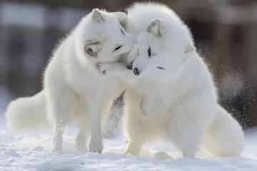 Stickers pour porte Renard arctique Combat de renard arctique en hiver