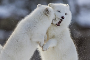 Arctic fox fighting in winter 