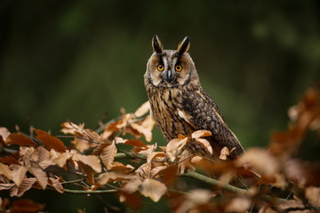 Asio otus. Expanded throughout Europe. Photographed in the Czech Republic. From Owl's Life. Nature. Owl. Beautiful owl photo. Owl on the tree. Free nature. The wild nature of the Czech Republic.