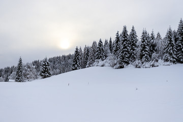 paesaggio invernale in Val Canali, nel parco naturale di Paneveggio - Trentino