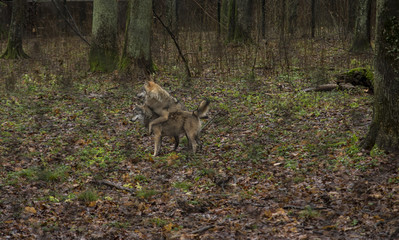 Two wolves during rainy weather on a fenced area. Forests Bialowieza, Poland