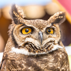 Portrait of Mr. Owl