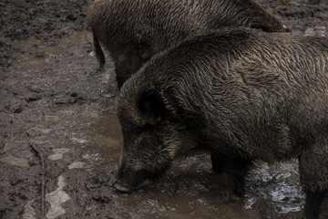 Wild boar looking for food in the mud during rainy weather, Bialowieza Forests, Poland