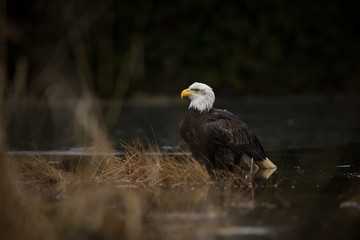 Haliaeetus leucocephalus. Bald Eagle is a big bird of prey living in North America. It is a national bird and a symbol of the state of the United States. Located in most of Canada and Alaska.  