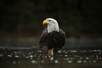 Haliaeetus leucocephalus. Bald Eagle is a big bird of prey living in North America. It is a national bird and a symbol of the state of the United States. Located in most of Canada and Alaska.  
