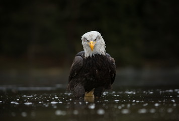 Haliaeetus leucocephalus. Bald Eagle is a big bird of prey living in North America. It is a national bird and a symbol of the state of the United States. Located in most of Canada and Alaska.  