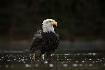 Haliaeetus leucocephalus. Bald Eagle is a big bird of prey living in North America. It is a national bird and a symbol of the state of the United States. Located in most of Canada and Alaska.  