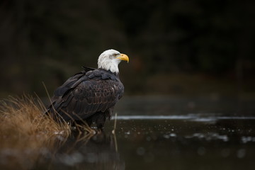 Haliaeetus leucocephalus. Bald Eagle is a big bird of prey living in North America. It is a national bird and a symbol of the state of the United States. Located in most of Canada and Alaska.  