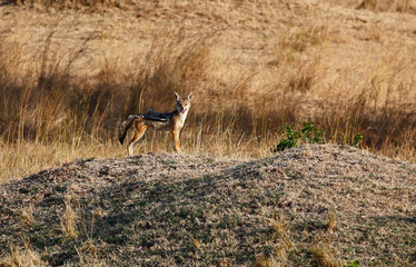 Jackal on african savannah