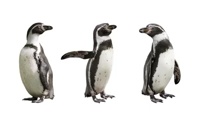 Fotobehang Pinguïn Drie Humboldt-pinguïns op witte geïsoleerde achtergrond