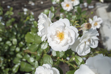 white rose flower