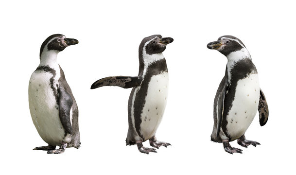 Three Humboldt penguins on white  background isolated