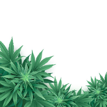 Cannabis or Marijuana background.
Realistic vector illustration of the plant in top view on white background.

