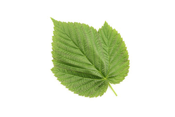 Raspberry leaf isolated on white background