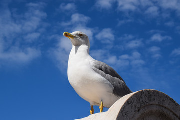 Seagull - low angle view