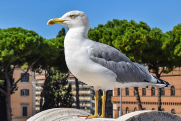 Seagull in the city - closeup