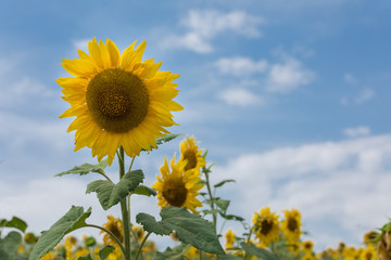 Sunflowers in farm field with blue sky