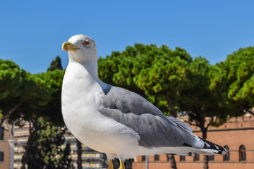 Seagull watching in the city