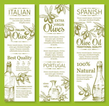 Vector olives sketch banners for organic olive oil