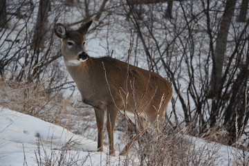 Lone Deer in Winter