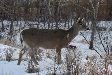 Lone Deer in Winter