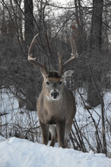 Lone Deer in Winter