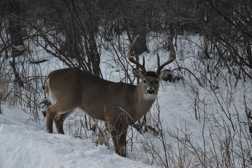 Lone Deer in Winter