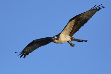 Osprey (Pandion haliaetus)