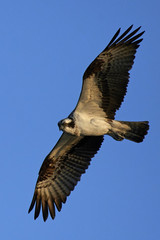 Fototapeta premium Osprey (Pandion haliaetus)
