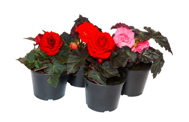 Young seedlings begonia flowers isolated on white background