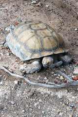 Large desert turtle in the natural