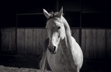 Arabian stallion posing for a portrait