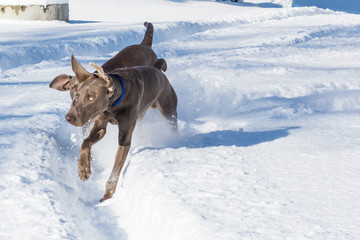 Im Schnee tobende Jagdhunde
