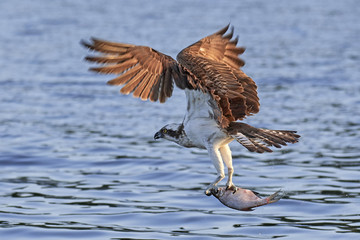 Osprey (Pandion haliaetus)