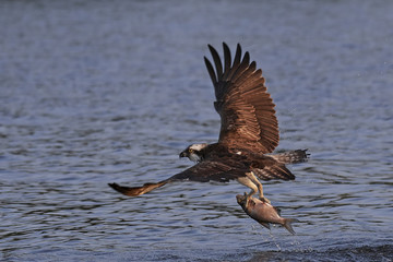 Osprey (Pandion haliaetus)