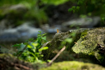 Cinclus cinclus. Photographed in Czech. Wild nature. Europe's wildlife. From bird life. Bird in the water. Beautiful picture.