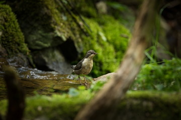 Cinclus cinclus. Photographed in Czech. Wild nature. Europe's wildlife. From bird life. Bird in the water. Beautiful picture.